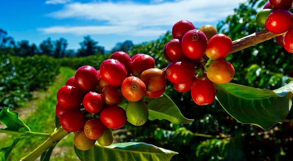 Kona Coffee Farm in Hawaii