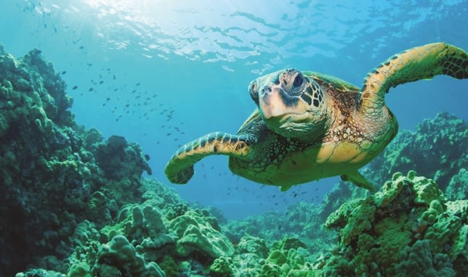 Akumal Beach Sea Turtles